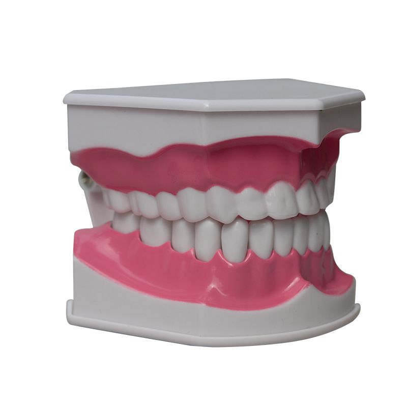 Modelo dental con el modelo dental del cepillo de dientes que enseña el instrumento oral de la dentadura modelo Dental 2 veces
