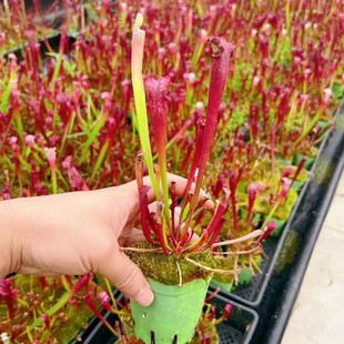 Dana Bottle Plant Succulent Green Plant Potted Greenhouse Wholesale Agave Cactus Twelve Rolls Carnivorous Plant