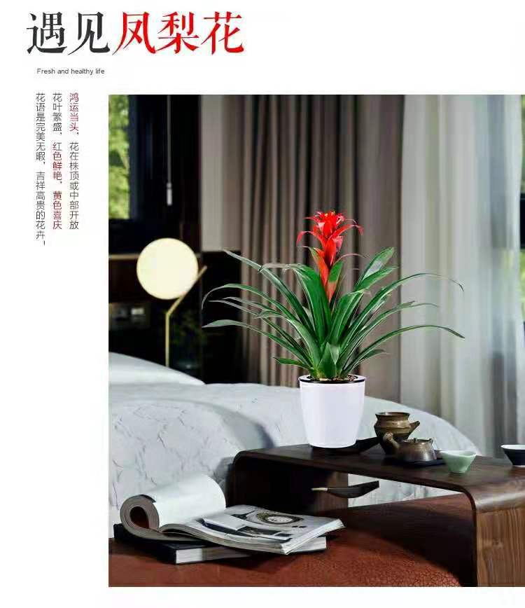 红运当头大盆景真花旺宅大型家养花卉植物适合放客厅的绿植家养-阿里巴巴