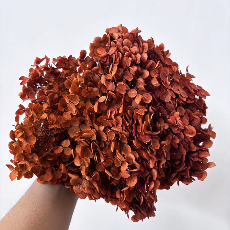 One color-absorbing hydrangea orange