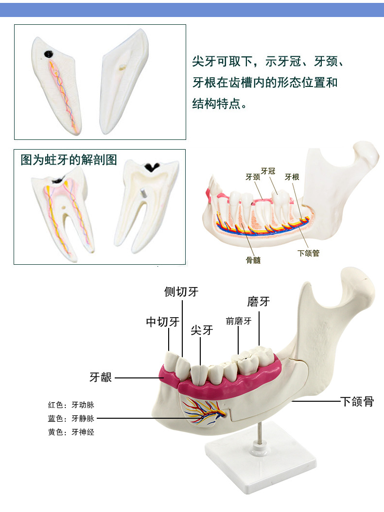 牙列及磨齿解剖模型_07.jpg