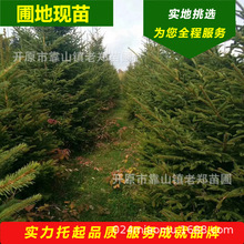 雲杉聖誕樹1-8米常綠喬木青海雲杉東北遼寧紅皮雲杉吉林青扦雲杉