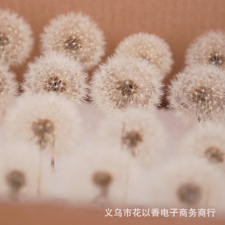 タンポポ永生花保花滴ゴム元ドライフラワー材料バッグdiy装飾花箱ガラスカバー手作り|undefined
