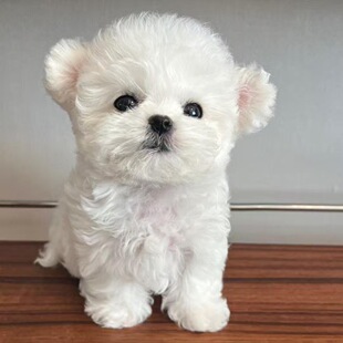 ���N������Ȯ���wС�w�w���豭�pѪ�y�������̼��B���ﹷ������