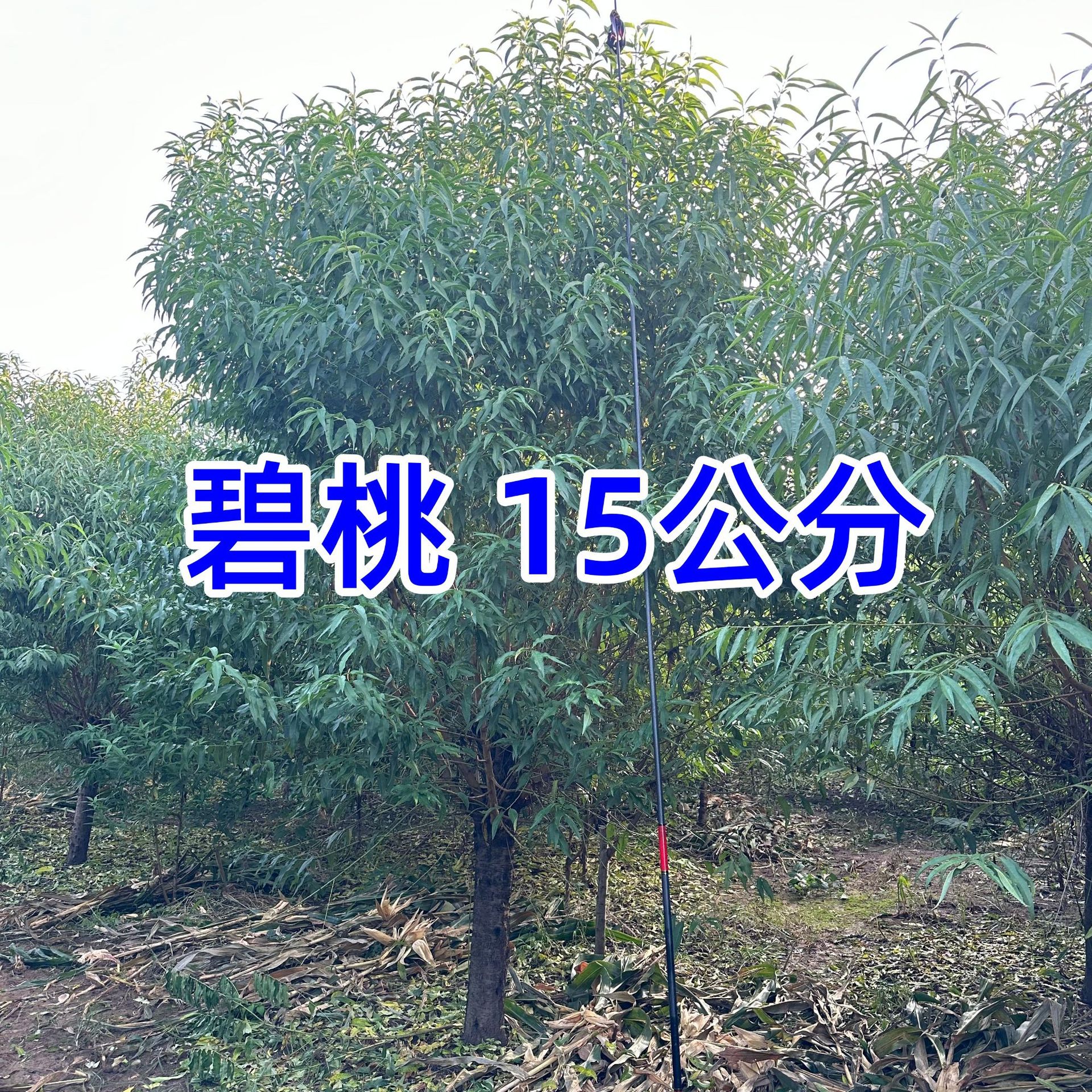 碧桃树苗红粉花紫叶碧桃青叶重瓣碧桃基地15公分碧桃树苗价格碧桃