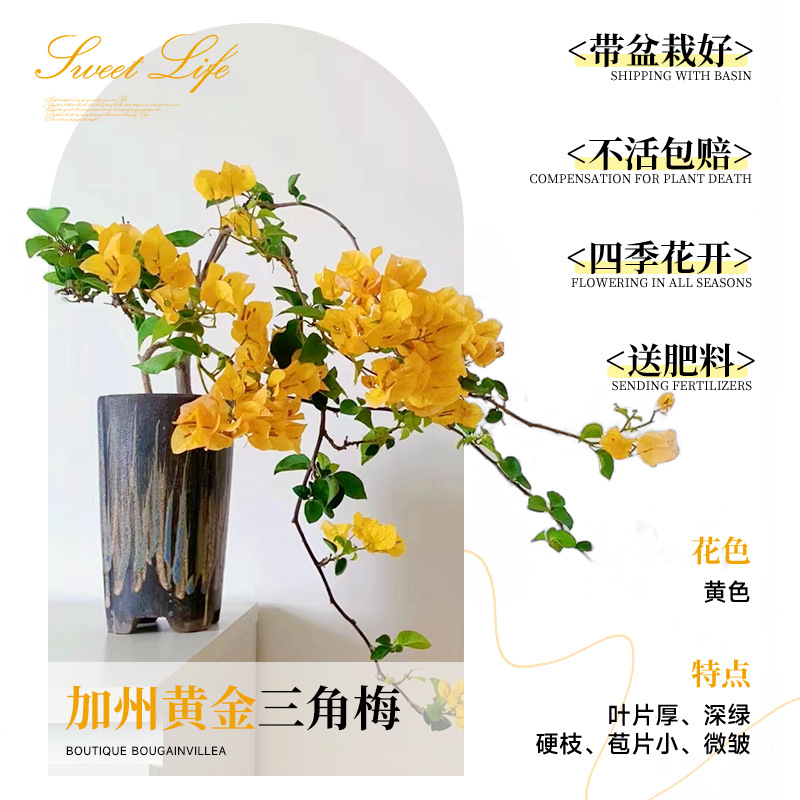 [꽃과 함께 배송되며 수령 즉시 즐겨보세요] 캘리포니아 골든 부겐빌레아 40-50cm