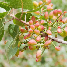 �����ӾG���_�Ĺ����ϱ����Nֲ���箔��Y���_�Ĺ��������Ե���