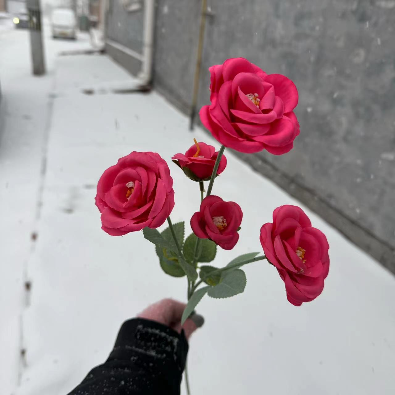 신선한 장미