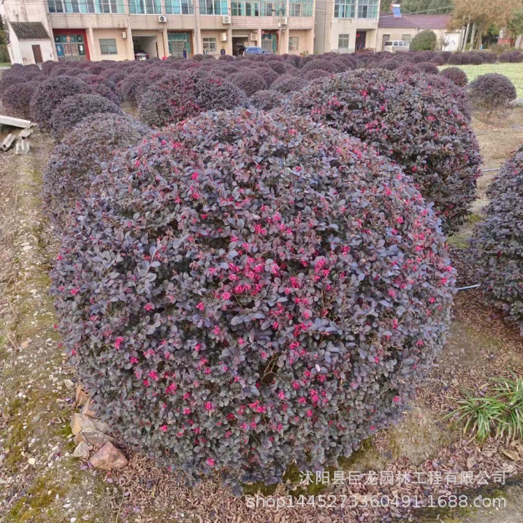 Красные цветочные шары из орхидеи, рассада красной орхидеи, рассада чашечной орхидеи, ландшафтные растения, прямые продажи из питомника во дворе