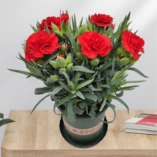 Carnation Potted Plant with Buds, Dianthus Flower, Green, Blooming in All Seasons, Indoor Balcony, Living Room, Green Plants and Florals, Easy to Feed
