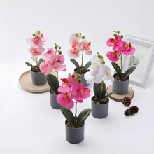 现货蝴蝶兰盆栽软胶pu手感花下垂感黑白盆蝴蝶兰套装假花仿真绿植