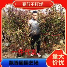 һ�����l�ش��{ݮ����玧���Ϙ��ͺ����Ԯ���Y���Ϸ������Nֲͥ