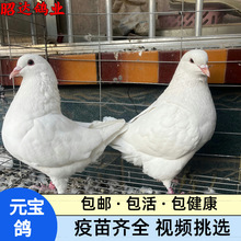 巨型鸽多少钱现在元宝鸽价格不会飞的鸽子青年鸽一对白元宝鸽养殖