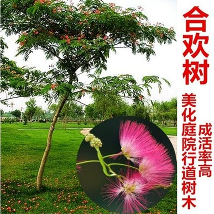 Альбиция саженец двор цветок растение Гибискус дерево бархатное дерево саженец Альбиция саженец тени деревья