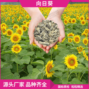 Annual Flower Seeds Are Available in Stock. Ornamental Flower Sunflower Seeds Are Edible Flower Seeds That Are Easy to Grow and Survive
