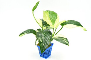 ���~С��12-15CM���� ˮ�� ���w ˮ�� ���l ˮ���쾰�b���ˮ��