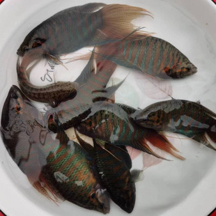 ���~�^�p�~&nbsp;�~�מ���&nbsp;�~���^�V�~�~��С���ͻ���BҰ��Դ�^�S��