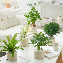 綠植室內盆栽辦公室桌面擺件小盆栽好養植物盆景四季常青凈化空氣