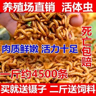 ����x���w �S���x���x �W�^�~ �����~ ���� ��ü�Bʯ����ϰ��]