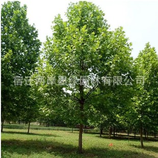 ��ͩ�����������l�G����ľ������ͩ��1-30���ִ֑��ľ��С����