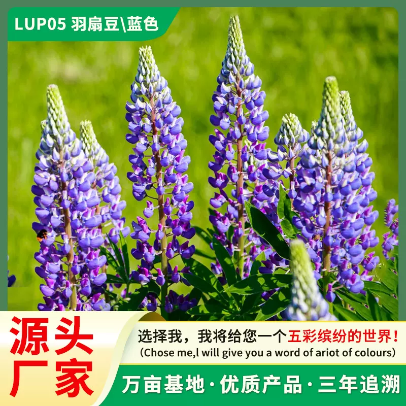 源头厂家批发羽扇豆种子鲁冰花种子春秋播种四季易活庭院花卉种子