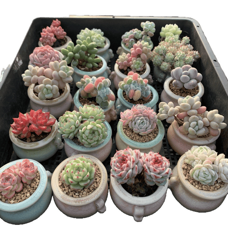 小さな多肉植物、超かわいい、貴重で希少な親指鉢、ミニ鉢植え、鉢付き多肉植物鉢植え、小さな古い支柱|undefined