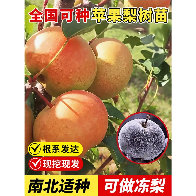 正宗梨树果苗嫁接秋月梨庭院地栽南北方种植特大超甜耐寒当年结果