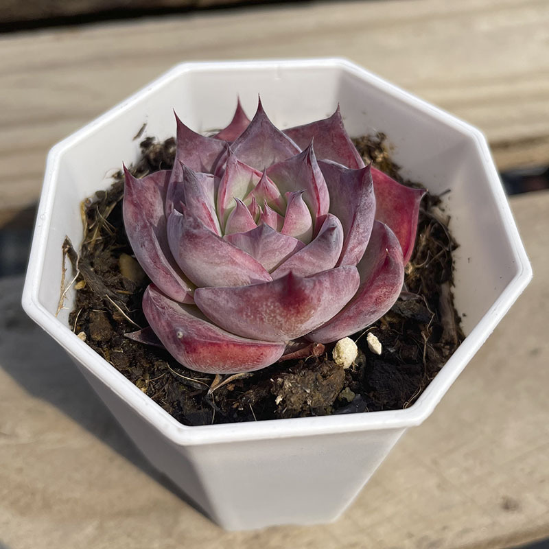 (올해 핫모델) 팔각형 화분 Jinghong Fairy 4cm (플라스틱 화분은 배송이 용이합니다)