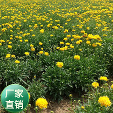 l޸ܷNӰUذuմ󻨾շNѾ^G׻