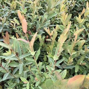 �������l���~���  ���~��� �a�؃r�� �����