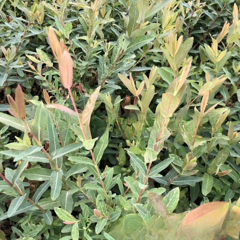 Питомник оптом цветок лист ивы цвет лист ивы происхождение цена большая МСЭ