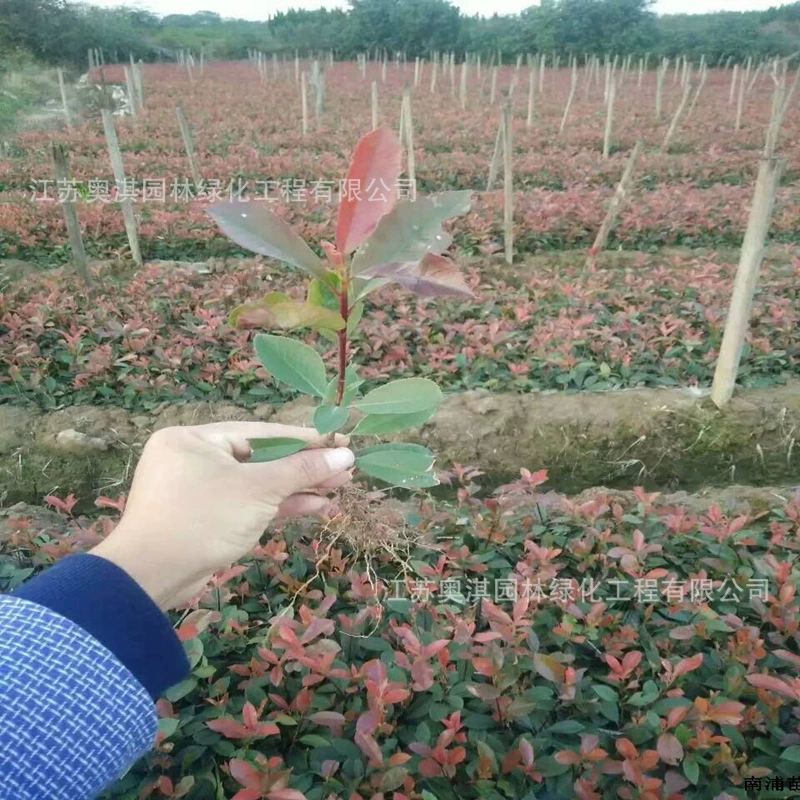 Саженцы Photinia fraseri краснолистные черенки Photinia fraseri Небольшие рассады грядки рассады Небольшие корневые питомники строительство Небольшие сорта рассады завершены