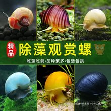 观赏螺淡水苹果螺鱼缸除藻工具吃藻清缸清理小宠物黄金螺大号蜗牛