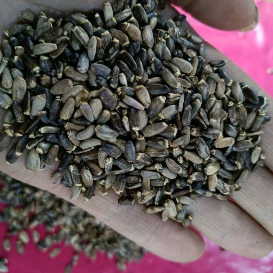 Milk Thistle Seed Shui Fei Ji 水飞蓟 Dried Silybum Marianum Herbal Slices for Decoction and Tea 2000g quality and texture