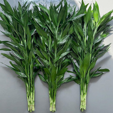 ���F��ˮ��ֲ��͏d��ؔ�l������ˮ�B���ӾG�}�҃����Ի��ܾGֲ