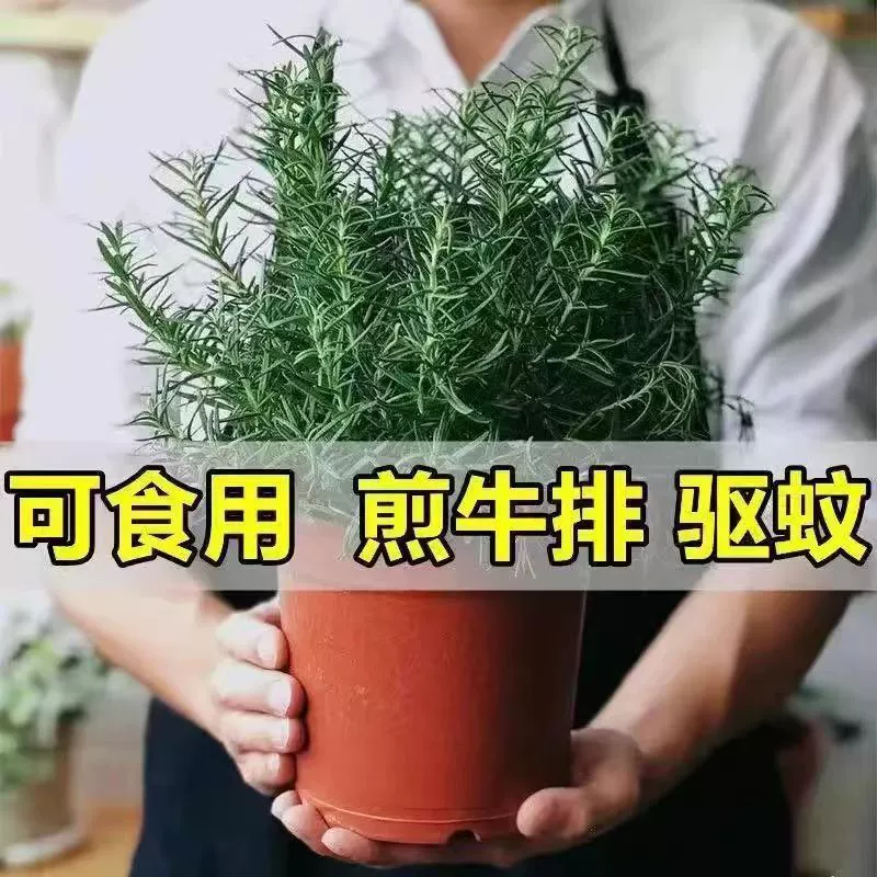 Розмарин в горшке, съедобные свежие травы, рассада мяты, гидропонные зеленые растения, комнатные зеленые растения, отпугивающие комаров, зеленые растения, специи, жареный стейк