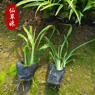 Auspicious Grass Pine Longevity Orchid Courtyard Ornamental Flower Auspicious Grass Seedlings Perennial Herb Shade-Tolerant Green Plant Indoor Potted Plant