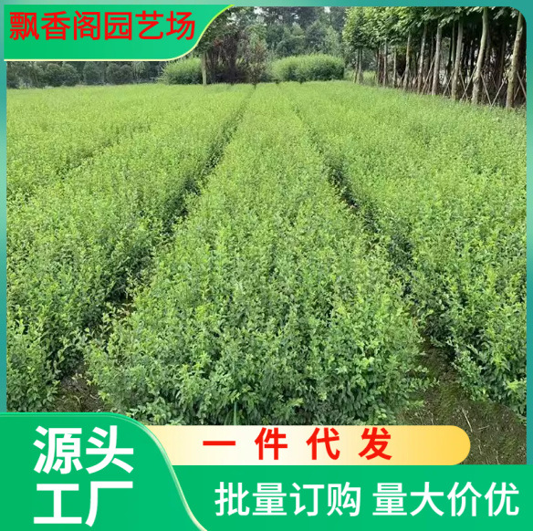 金叶女贞树苗小叶女贞水蜡冬青金森不落叶四季常青篱笆墙工程庭院