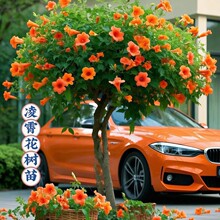 ��������������ֲ�ﻨ�Gֲ����ͥԺ�̨���̻��ش����ͺ���������