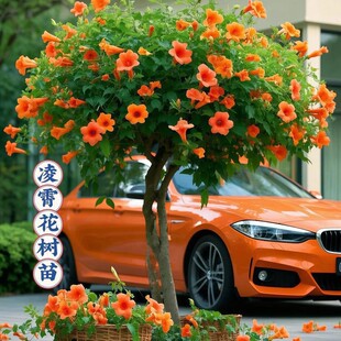 ��������������ֲ�ﻨ�Gֲ����ͥԺ�̨���̻��ش����ͺ���������