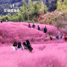 ����y�ӲݷN�ӾW�t�ݻ��N����ëâ�y�Ӳݶ��������N�Ӿ��^���N��