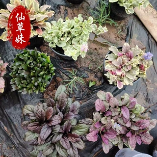 紫花筋骨草 姬十二玫红筋骨草 基地多年生绿化工程苗 匍匐筋骨草