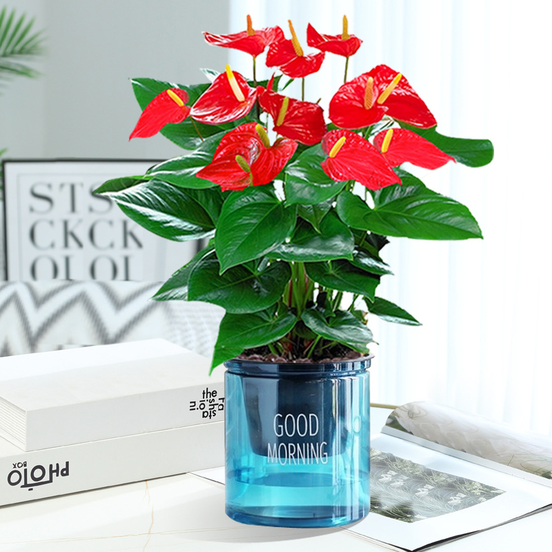 특급 안스리움 + [블루 굿모닝 대야] + 영양액