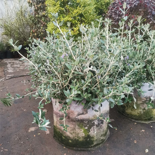 ˮ���m�����^�~�Gֲ�ļ����G���Rֲ���{ɫ�~�Ӷ�����ֲ��