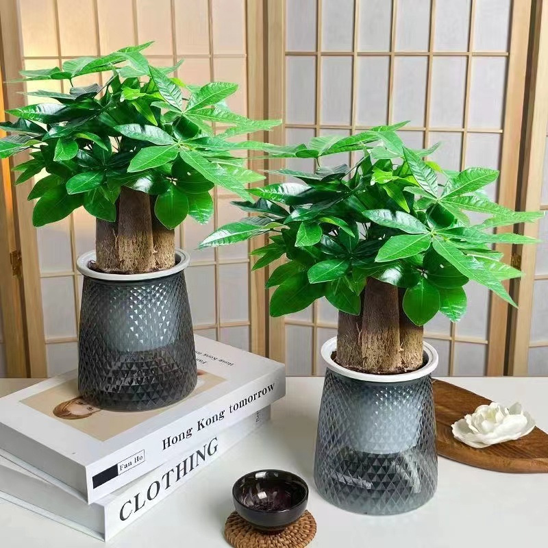 árboles ricos pequeñas plantas de maceta flores verdes plantas de oficina absorción de formaldehído árboles hidropónicos de bambú de lapis verde buena alimentación maceta