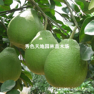 ̩���t��ʯ���Ә���޽���Ƥ�t��t���������Ϸ��Nֲ�ش���Y��