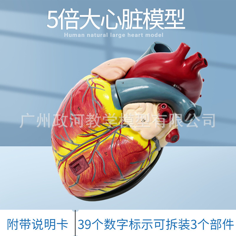 人体标准心脏解剖模型 B超彩超可拆卸自然大心脏医学教学教具模型|undefined