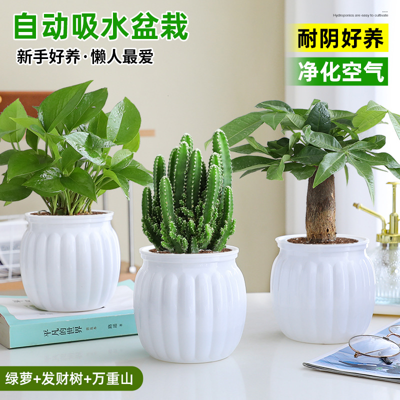 [특가 패키지] 포토스 + 머니트리 + 완중산