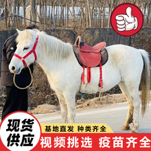 景区观赏骑乘矮脚马活体 出售进口特设兰矮脚马活体 温顺小矮马