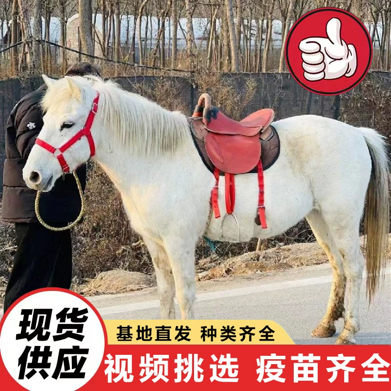 Прогулки на миниатюрных лошадях, продажа, импортные специальные миниатюрные лошади, дрессированные пони.